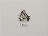 藏品(蛺蝶科(2))的圖片